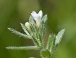 Corn gromwell